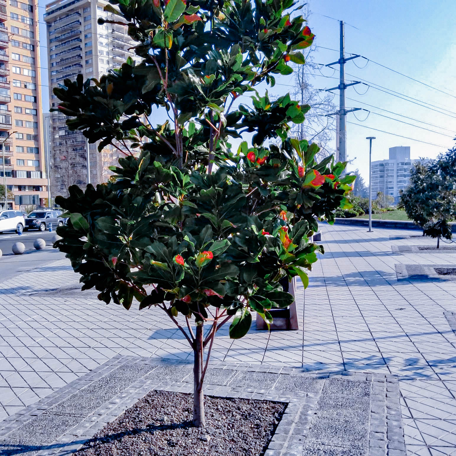 Ciclovia Image 40